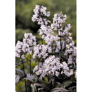 Ԃ̕c/yXeF~XeBJ3|bg 2Zbg