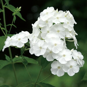 Ԃ̕c/tbNXFfrbg3.5|bg