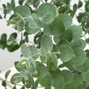 Ԗ ؂̕c/[JFvu^i␢Ej6A