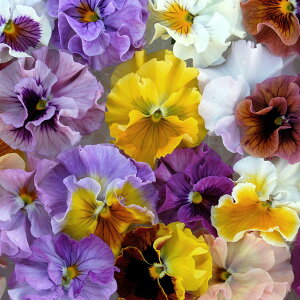 Ԃ̕c/RNVpW[FV̉H߁i܂̂͂j3.5|bg