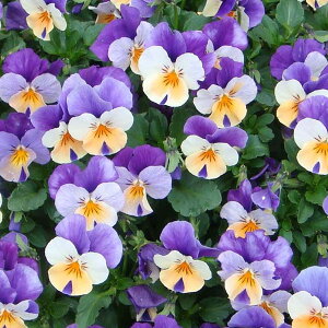 Ԃ̕c/rIFyj[ s[`WvAbv 3-3.5|bg