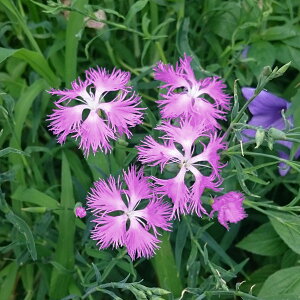 Ԃ̕c/_CATXiJifVRjF~[eBAE[YsN3-3.5|bg