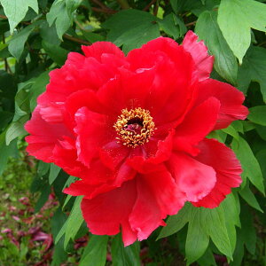 Ԗ ؂̕c/OiڂjFFIiقj2`3Nc6|bg