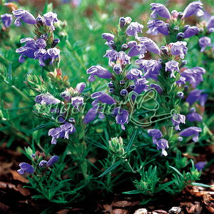 ���Ԃ̕c/���V�������h�E(�h���R�Z�t�@�����E�A���O�l���Z�j�F�t�W�u���[3���|�b�g