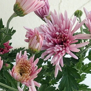 ؂̕c/HpeFiĂ̂قj 3.5|bg