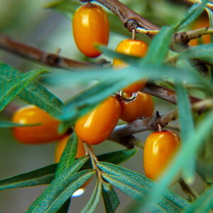 果樹の苗/シーベリー（沙棘・サジー）：レイコラ（メス木）6号ポット＊[晩生種。9月中旬から霜が降りる頃まで収穫できる品種です。風味がよい大粒の果実]