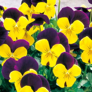 Ԃ̕c/rIFyj[ CG[WvAbv3`3.5|bg 4Zbg