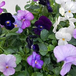 Ԃ̕c/rIFXC[c~bNX@x[̃`[YP[L4|bg 2|bgZbg