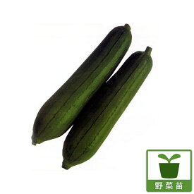 野菜の苗/ナーベラー（食用ヘチマ）：沖縄短形へちま3号ポット 2株セット