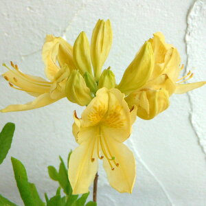 Ԗ ؂̕c/ccWFQccWԁiLQj40`50cm