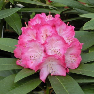 Ԗ ؂̕c/mVNiQFXC[gn[g3.5|bg