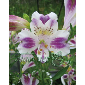 Ԃ̕c/AXgAFtWX 3.5|bg