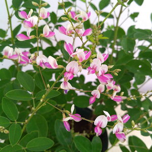 Ԗ ؂̕c/nMijFGhV{i]ˍij6|bg