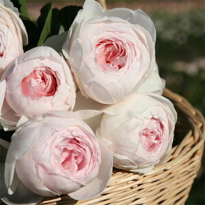 o̕c/oFNXeBA[i c6|bg