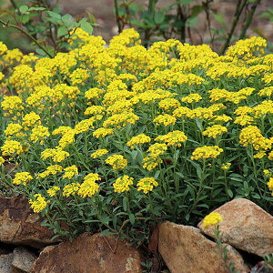 Ԃ̕c/AbTFtFjAi3.5|bg