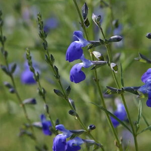 Ԃ̕c/TrAFRogZ[W3.5|bg