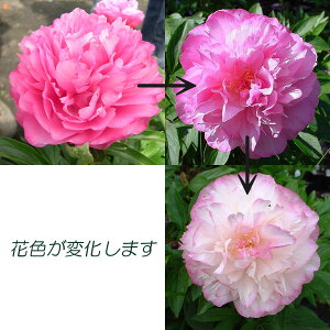 Ԃ̕c/VNNi䉖jFW[J[4|bg