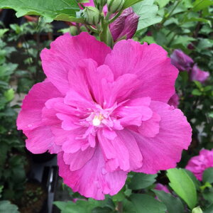 Ԗ ؂̕c/NQiہjFYx[5|bg