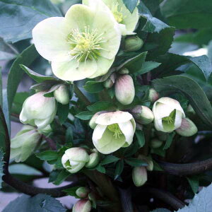 NX}X[YizjF*HGC}[4.5|bg