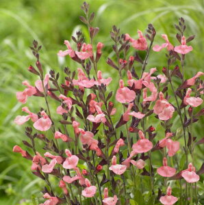 Ԃ̕c/hTrAFT[_X3-3.5|bg