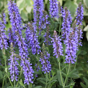 Ԃ̕c/TrAFl[T u[q3`3.5|bg* 2Zbg