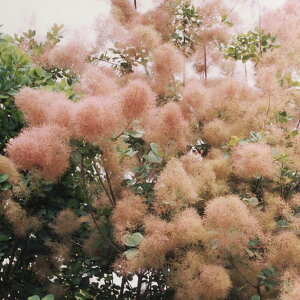 Ԗ ؂̕c/X[Nc[FsN{[3|bg