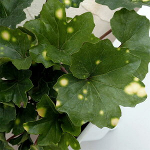 R쑐̕c/cuLFlꌳNiƂڂ񂭂j5A