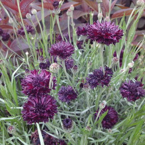 Ԃ̕c/Zg[AiԋejFubN{[3.5|bg 12Zbg