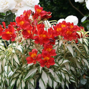 Ԃ̕c/AXgAFbN[3.5|bg