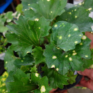 R쑐̕c/cuLFi}CIEMj5A