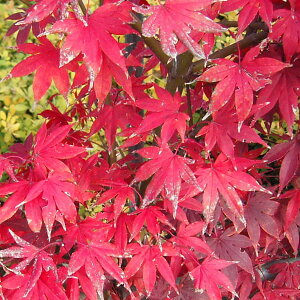 Ԗ ؂̕c/~WFuiIITJYLj3.5|bg