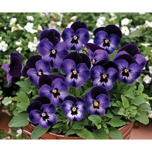 Ԃ̕c/rIFyj[ fjWvAbv3`3.5|bg