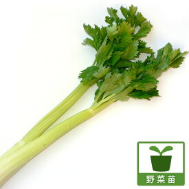 野菜の苗/セロリの苗：トップセラー3号ポット 6株セット