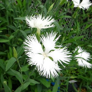 Ԃ̕c/_CATXiJifVRjF~[eBAEzCg3-3.5|bg