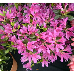 Ԗ ؂̕c/văccWFZ̎5|bg5Zbg