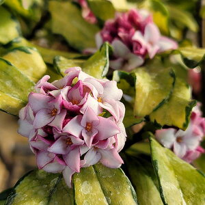 Ԗ ؂̕c/W`EQiԁjFMZсiȂ̂ɂj4-5|bg