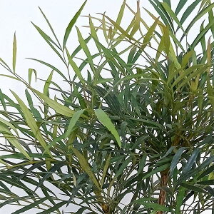 Ԗ ؂̕c/}zjAiqCMiejFiZCEj5.5`6|bg