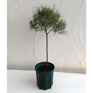 Ԗ ؂̕c/vgXy}FVo[eB[c[EhVo[5|bgX^_[hd