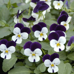 Ԃ̕c/rIFyj[ zCgWvAbv3`3.5|bg 4Zbg