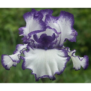 Ԃ̕c/W[}ACXFAg[g3.5|bg