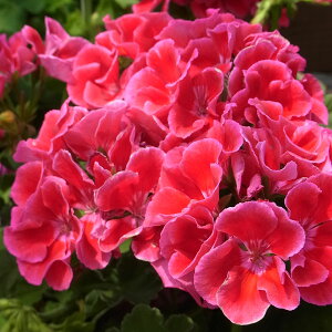 Ԃ̕c/[jEFJIybhXvbV5A