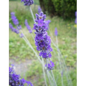 n[u̕c/x_[F\[[Y3|bg 2Zbg