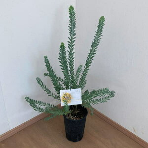 Ԗ ؂̕c/AJVAFu[ubV6|bg