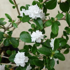花木 庭木の苗/ハクチョウゲ（白丁花）：八重咲き3.5号ポット