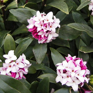 Ԗ ؂̕c/W`EQiԁjFԉ 4.5`5|bg