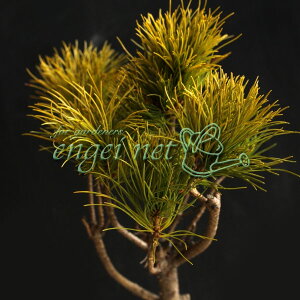 R쑐̕c/}cFߐ{ܗt3|bg