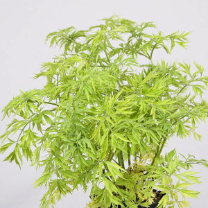 Ԗ ؂̕c/mjgRiG_[t[jFS[f^[5|bg