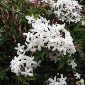 Ԃ̕c/nSWX~iH߃WX~j3.5|bg[3{`4Jԁ@鐫̏vȑN]