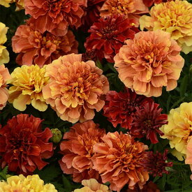 草花の苗/マリーゴールド ストロベリーブロンド3-3.5号ポット