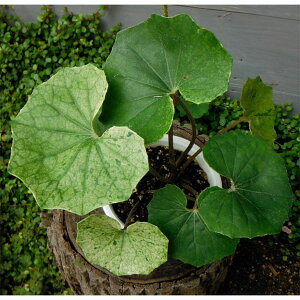 R쑐̕c/cuLFωiV`wQj5A